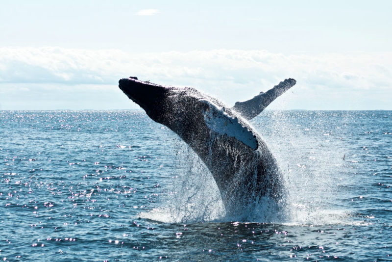 Reykjavik Bucket List: Whale watching tour at the Old Harbor