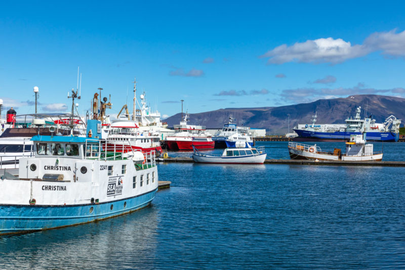 Reykjavik Things to do: Whale watching tour at the Old Harbor