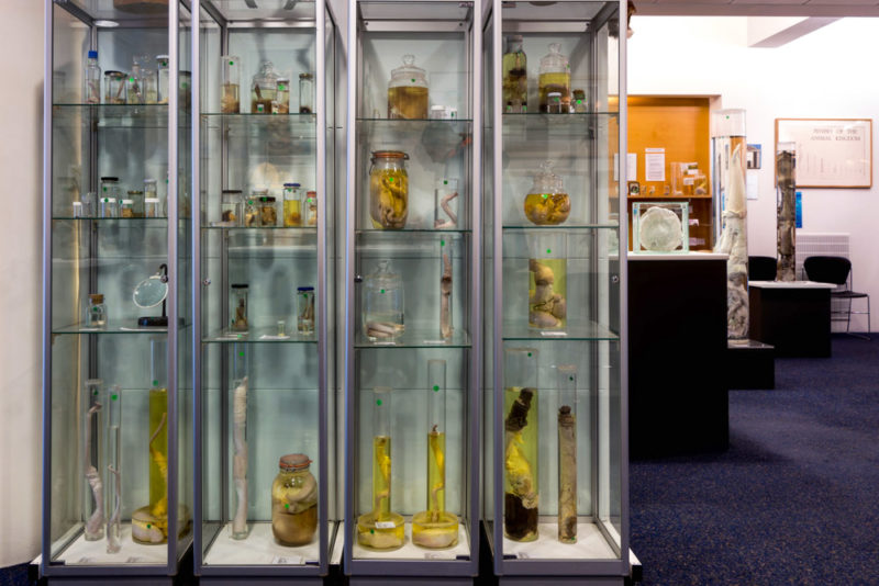 Unique Things to do in Reykjavik: Phallological Museum