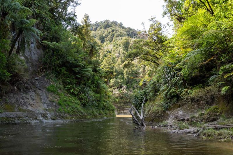 Whanganui Journey: River