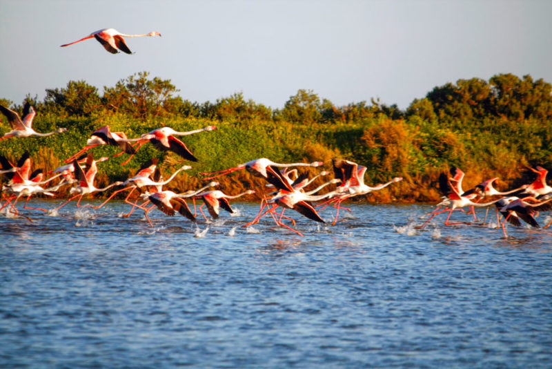 Best Things to do in Portugal: Birdwatching at the Ria Formosa Natural Park