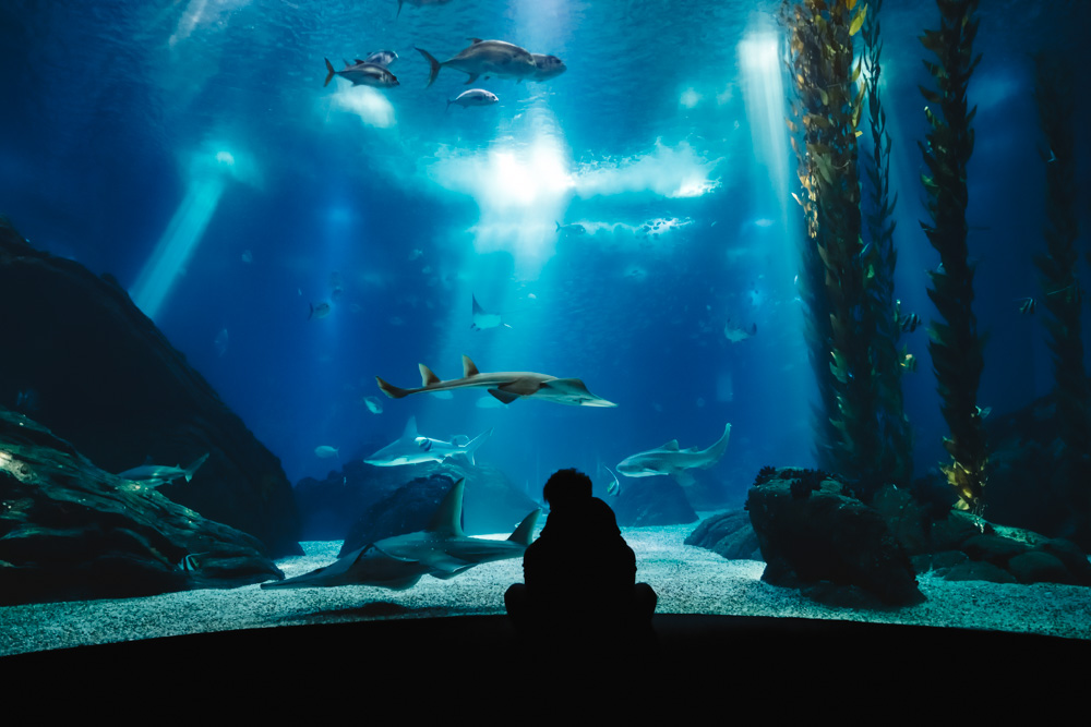 Best Things to do in Portugal: One of the largest indoor aquariums in Europe