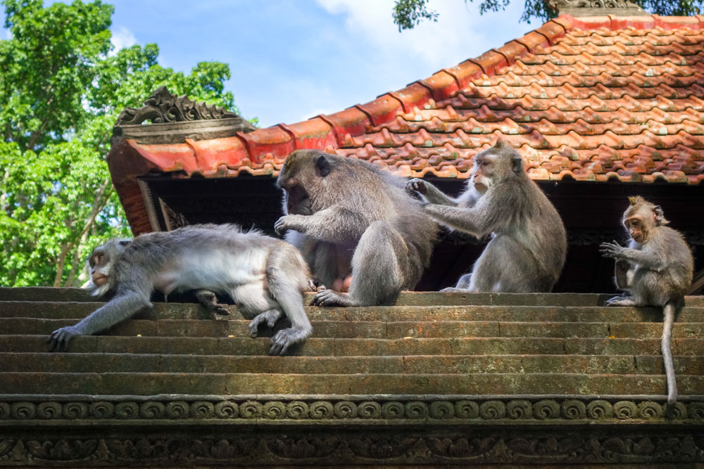 Best Things to do in Ubud, Bali: Monkey Forest