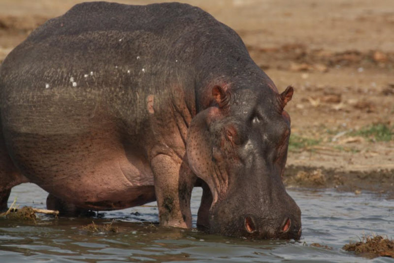 Best Things to See in Uganda: Hippo
