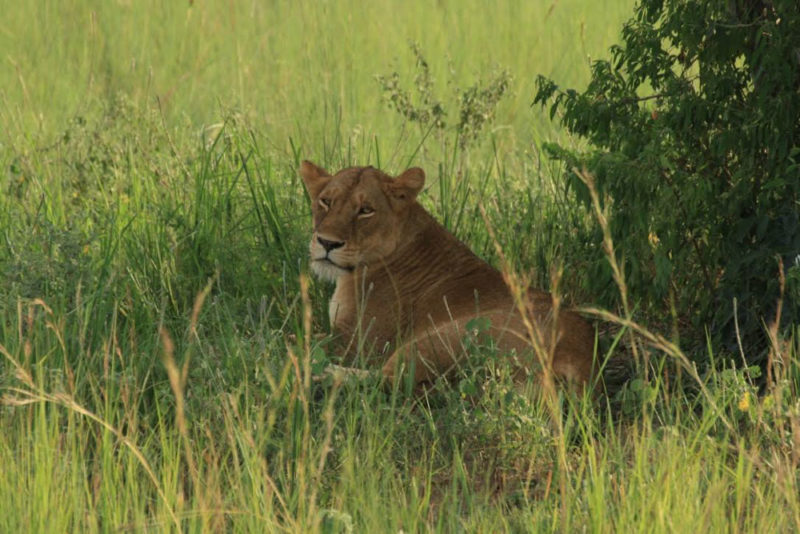 Best Things to See in Uganda: Lioness