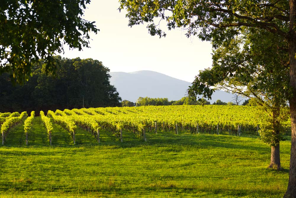 Cool Things to do in Charlottesville: Monticello Wine Trail