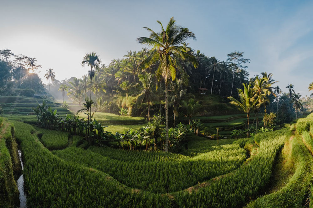Fun Things to do in Ubud, Bali: Tegalalang Rice Terraces