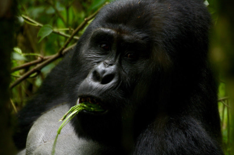 Gorilla Trekking in Africa: Silverback male