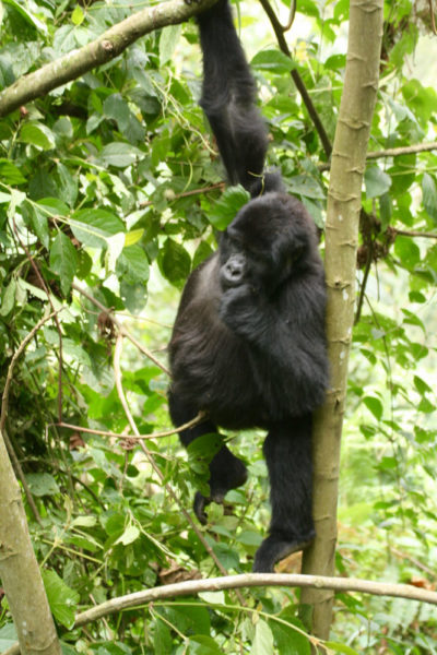 Gorilla Trekking in Africa: Young