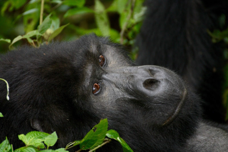 Gorilla Trekking Uganda: Female