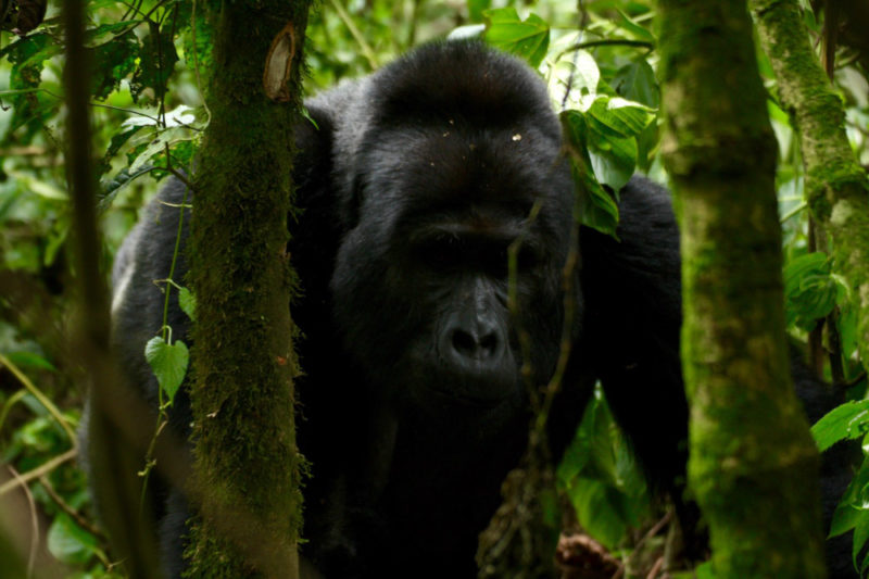 Gorilla Trekking Uganda: Silverback