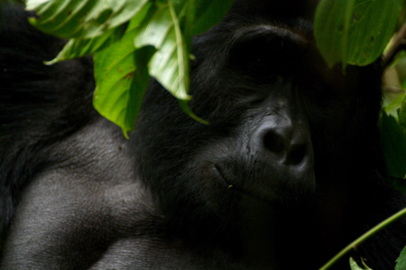 Gorillas in Rwanda: Male Silverback