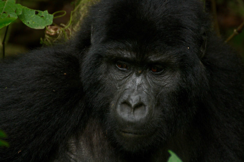 Gorillas in Rwanda: Silverback