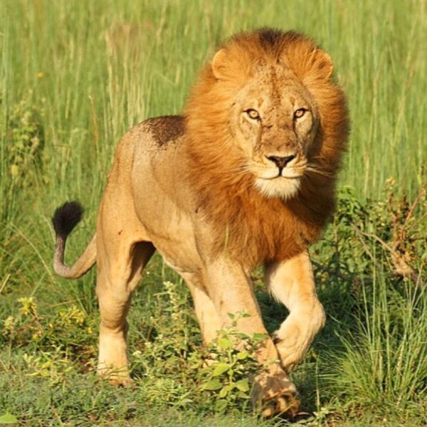 Highlights of Uganda: Lion
