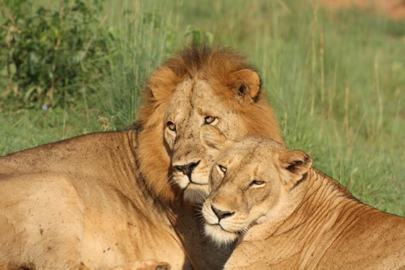 Highlights of Uganda: Lion Couple