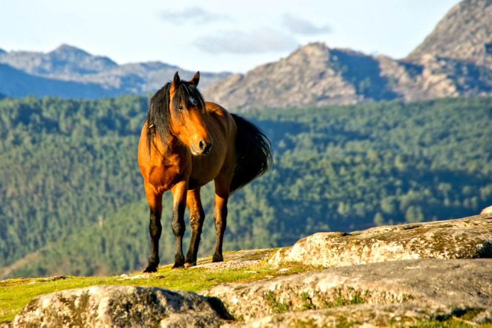 Must do things in Portugal: Horseback riding in Geres