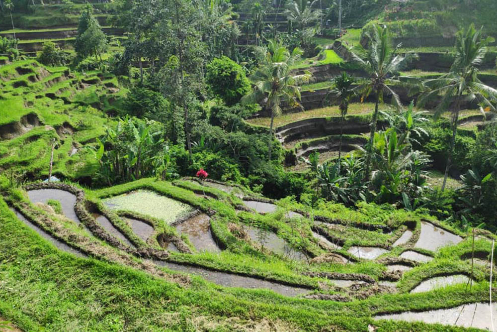 Must do things in Ubud, Bali: Tegalalang Rice Terraces