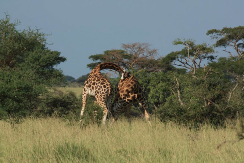 Traveling in Uganda: Giraffes