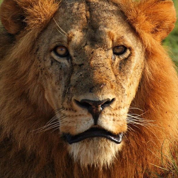 Traveling in Uganda: Lion