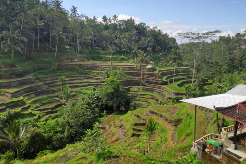 Ubud, Bali Bucket List: Tegalalang Rice Terraces