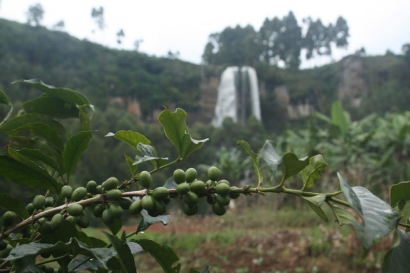 Uganda Travel Guide: Coffee at Sipi Falls