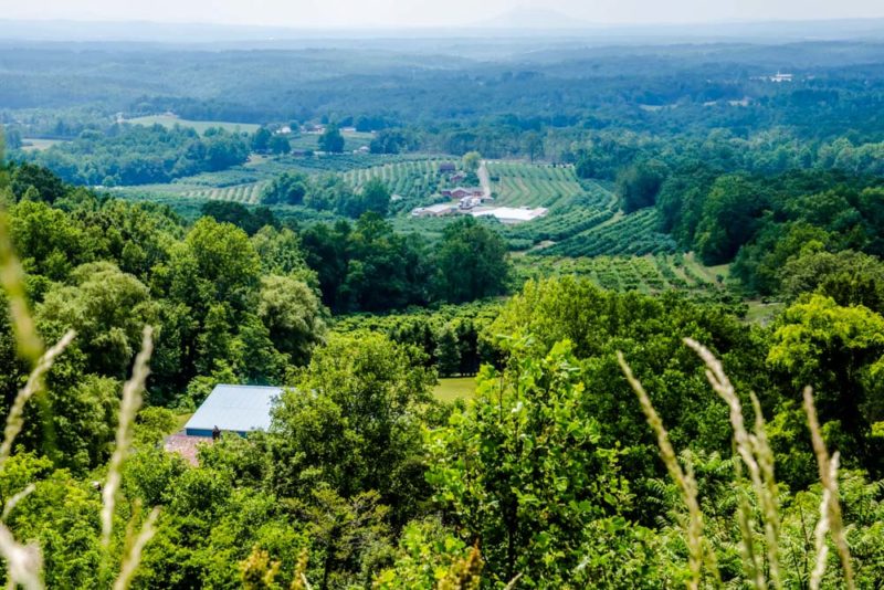 Unique Things to do in Charlottesville: Monticello Wine Trail