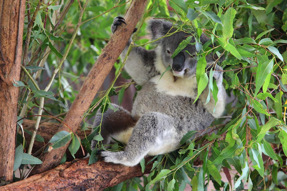 Best Things to do in Brisbane: Lone Pine Koala Sanctuary