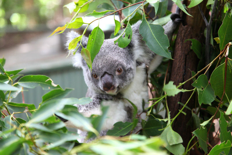 Brisbane Things to do: Lone Pine Koala Sanctuary