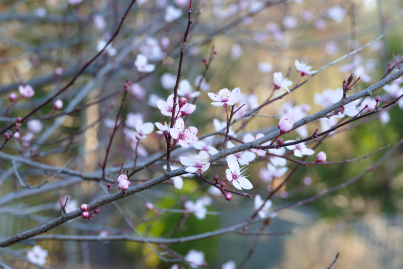 Best Things to do in Alexandria: Cherry Blossoms on King Street