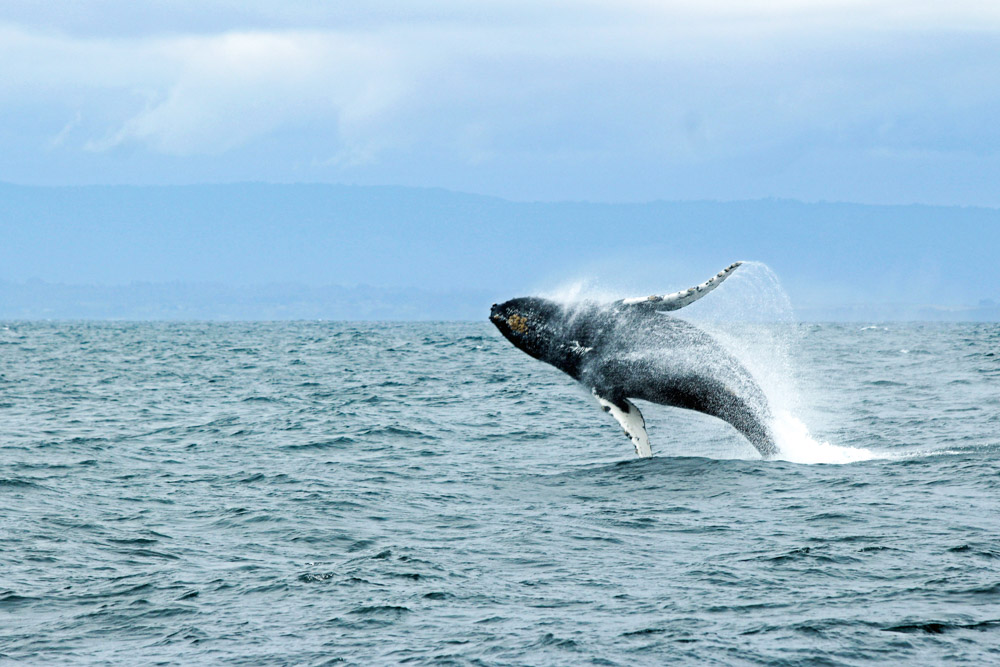 Best Things to do in Carmel-by-the-Sea: Orcas & Humpback Whales