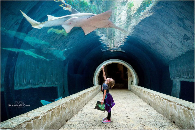 Best Things to do in Dallas: Dallas World Aquarium