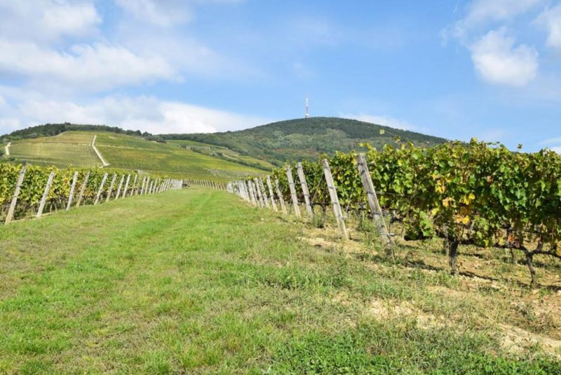 Best Things to do in Hungary: Tokaj wine region