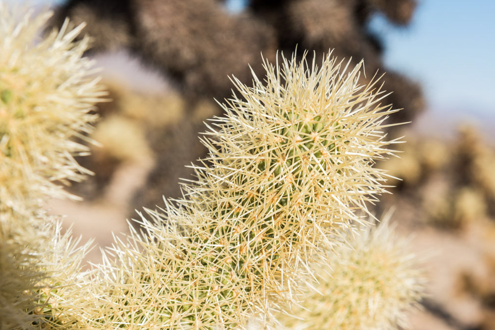 Best Things to do in Joshua Tree: Cholla Cactus Garden