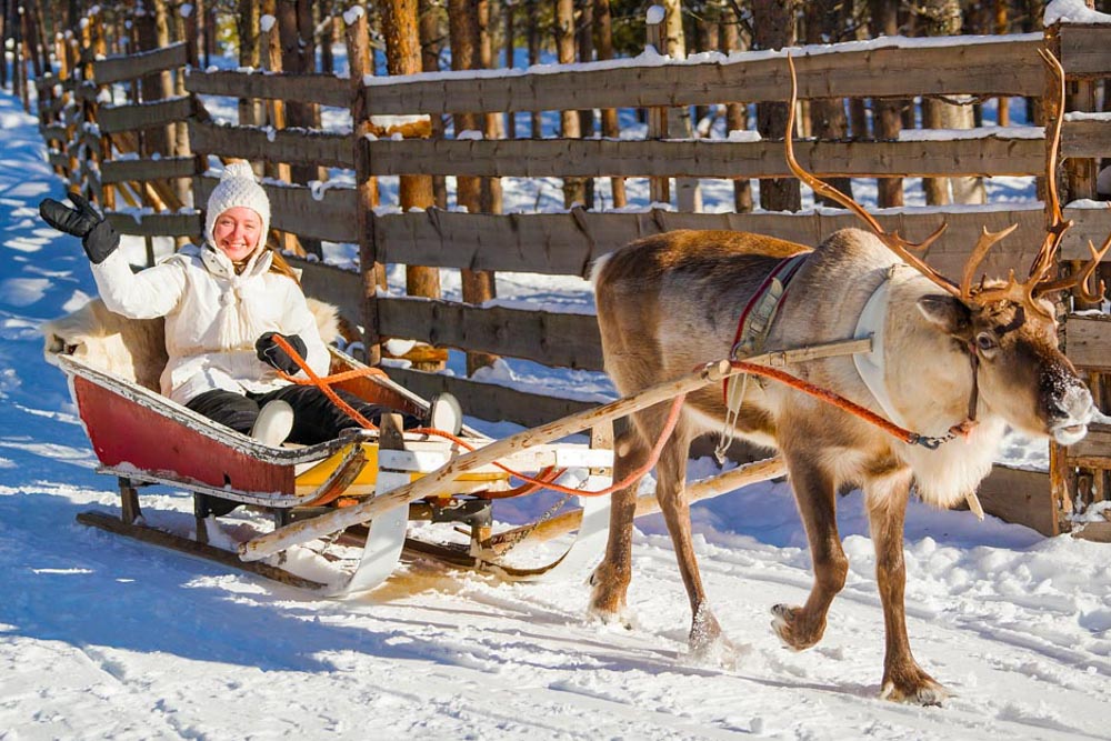 Best Things to do in Tromso: Reindeer dogsled ride