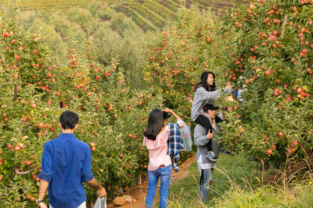 Best Things to do in Virginia: Carter Mountain Orchard