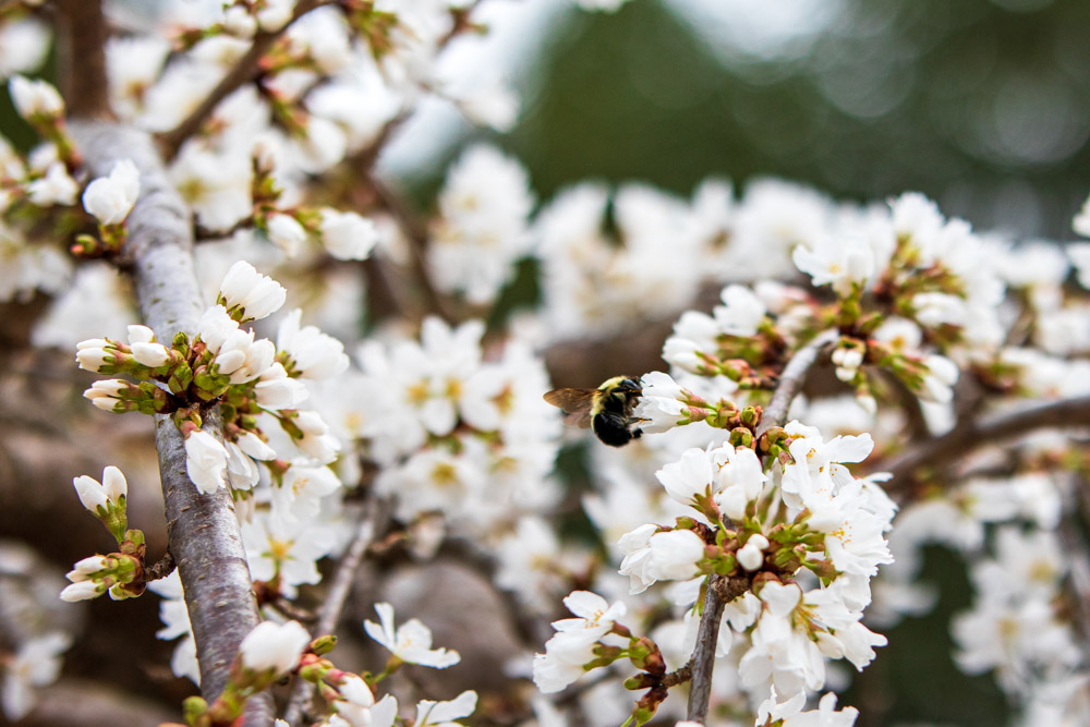 Cool Things to do in Alexandria: Cherry Blossoms on King Street