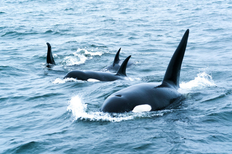 Cool Things to do in Carmel-by-the-Sea: Orcas & Humpback Whales
