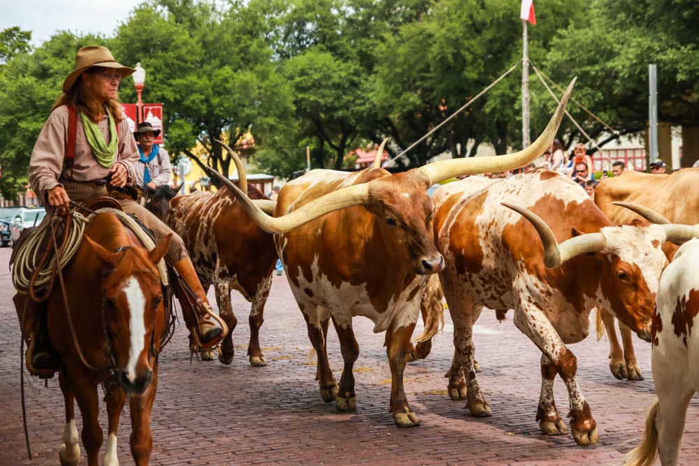 Cool Things to do in Dallas: Fort Worth Stockyards