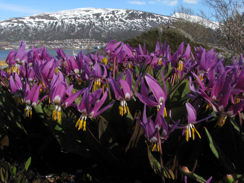 Cool Things to do in Tromso: Arctic-Alpine Botanic Garden