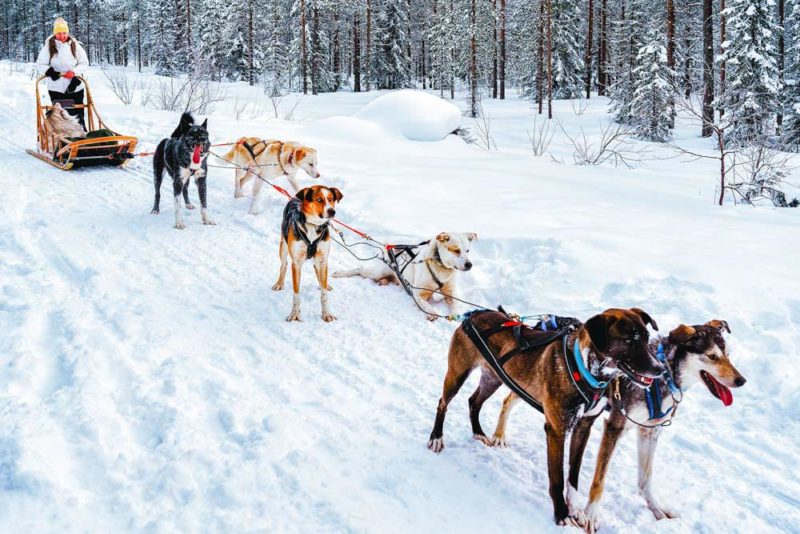 Cool Things to do in Tromso: Reindeer dogsled ride