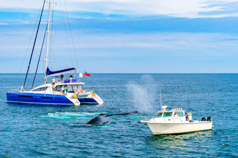 Fun Things to do in Cape Cod: Dolphin & Whale Watching Tour