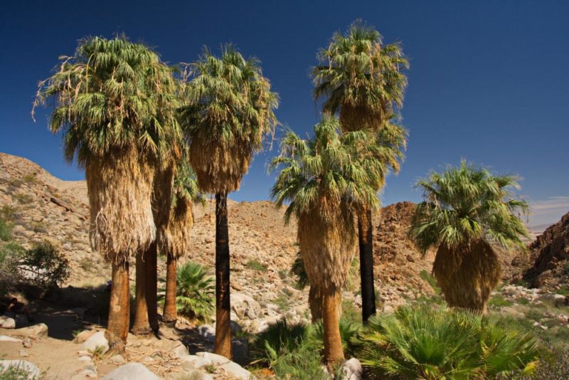Fun Things to do in Joshua Tree: Fortynine Palms Oasis