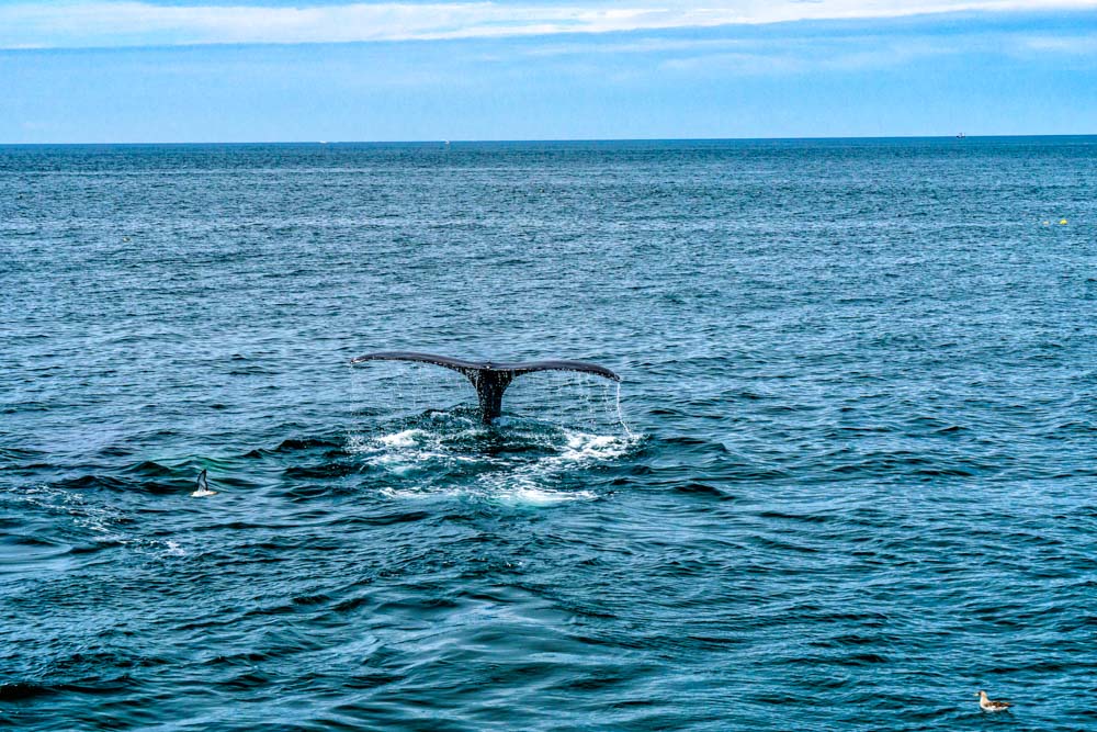 Must do things in Cape Cod: Dolphin & Whale Watching Tour