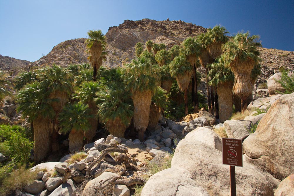 Must do things in Joshua Tree: Fortynine Palms Oasis