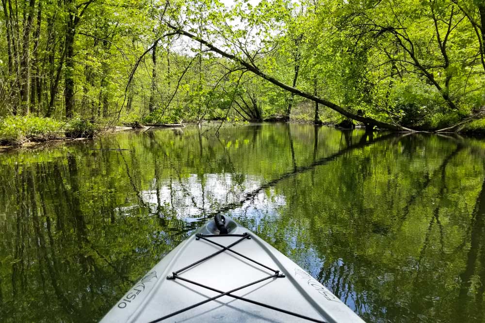 Must do things in Raleigh: Robertson Millpond Preserve