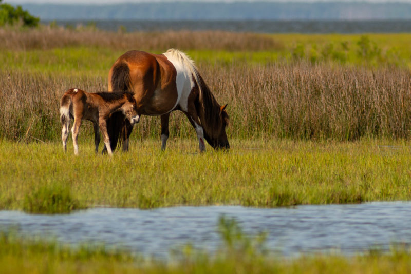 Must do things in Virginia: Chincoteague Island