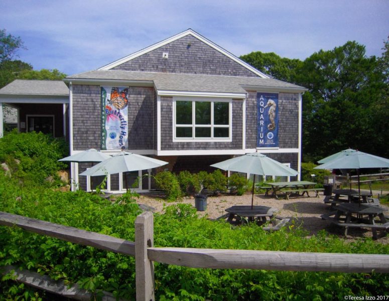 Unique Things to do in Cape Cod: Cape Cod Museum of Natural History
