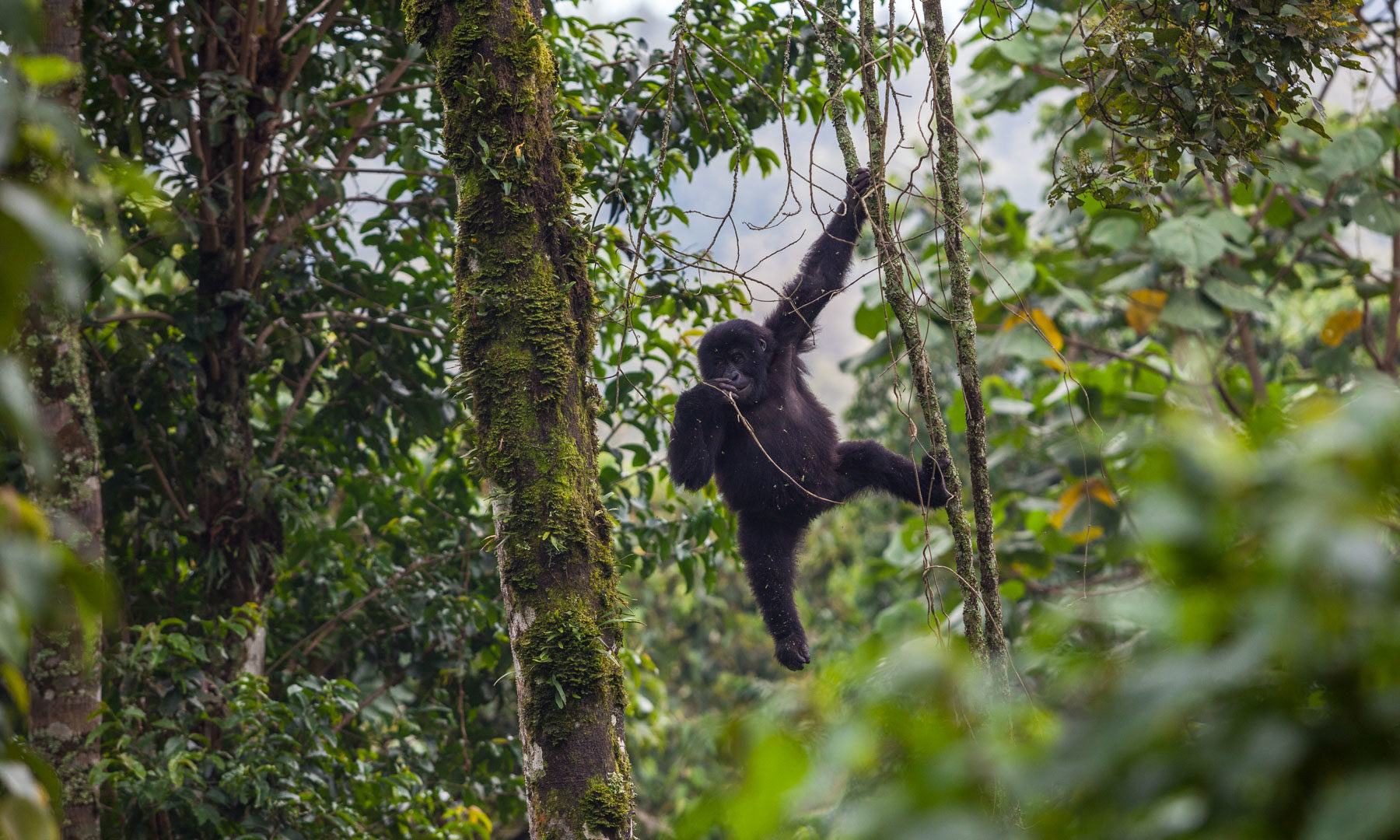 Congo: Visiting Virunga National Park