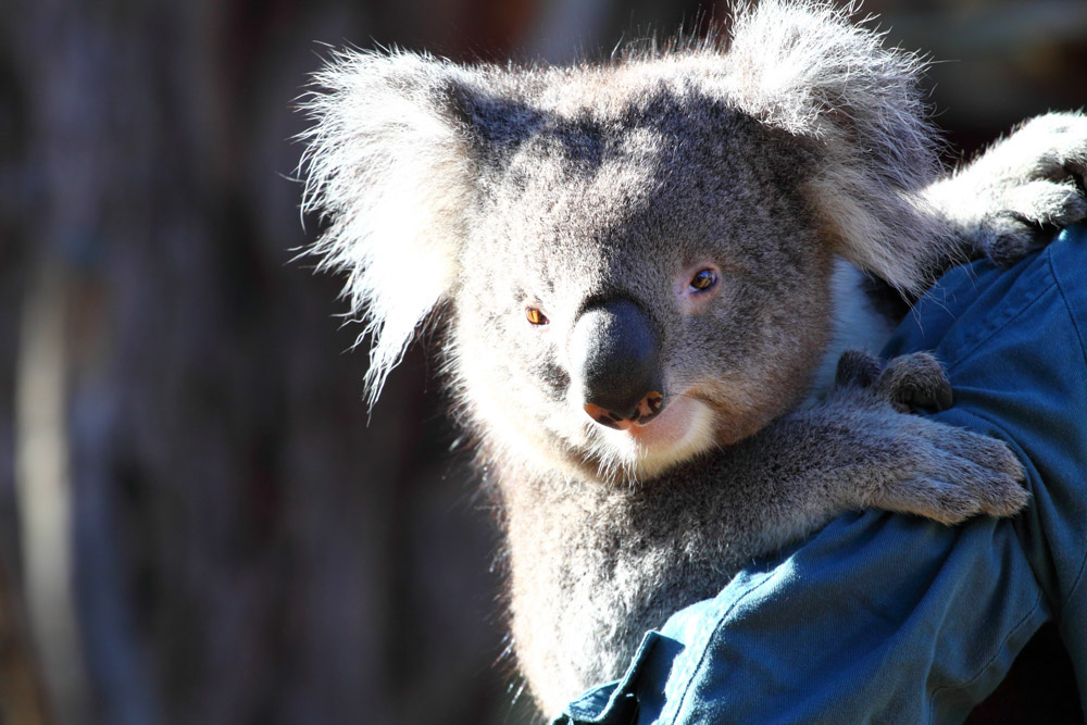 What to do in Brisbane: Lone Pine Koala Sanctuary