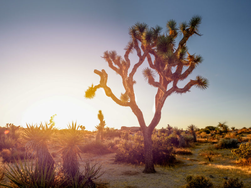 Where to Stay near Joshua Tree National Park: Best Hotels